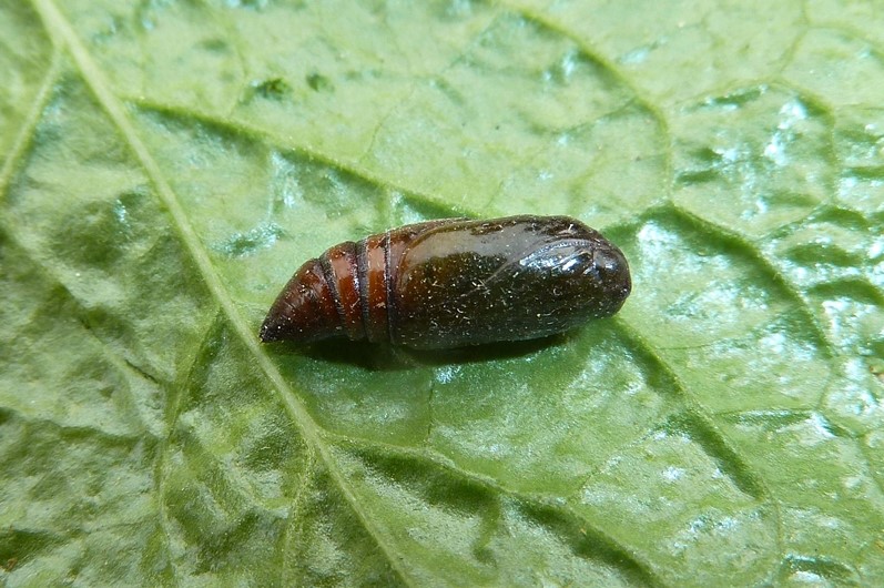 Ciclo vitale: Anarta (Anarta) myrtilli, Noctuidae